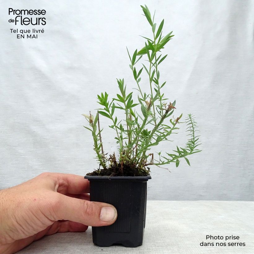 Spécimen de Linaria Peachy - Linaire. Godet de 8/9 cm tel que livré au printemps