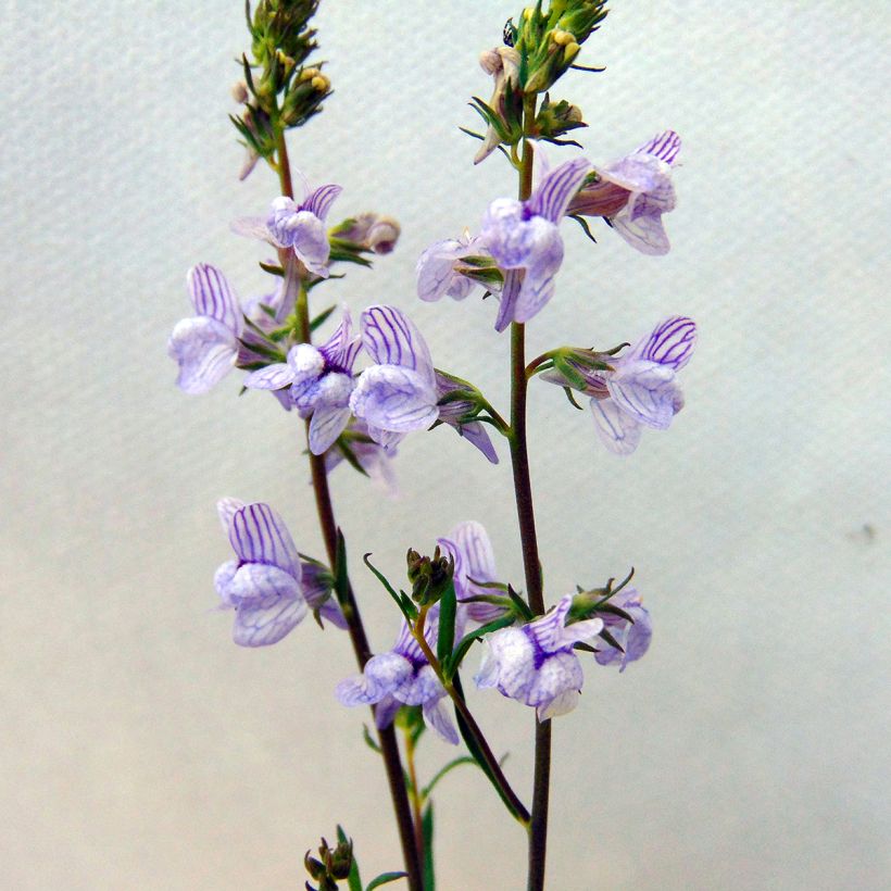 Linaria anticaria Antique Silver - Linaire (Floraison)