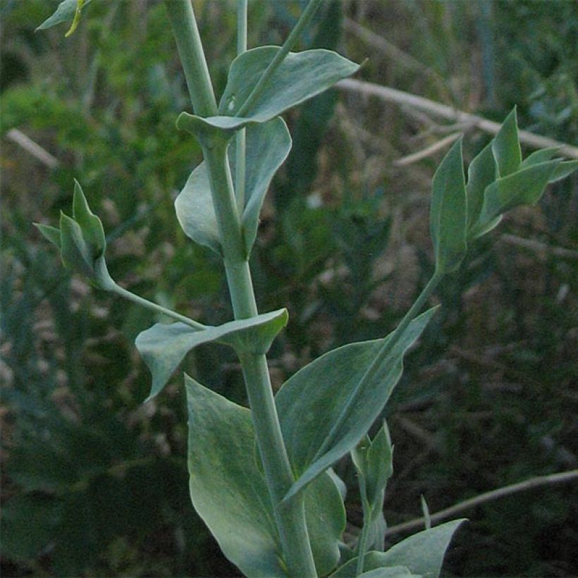 Linaria dalmatica, Linaire (Feuillage)