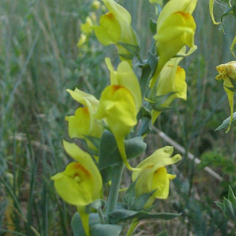 Linaria dalmatica, Linaire (Floraison)