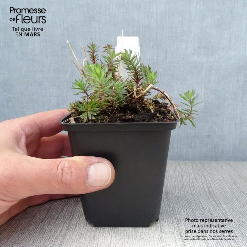 Spécimen de Linaria purpurea Canon J. Went - Linaire pourpre Godet de 9cm tel que livré au printemps