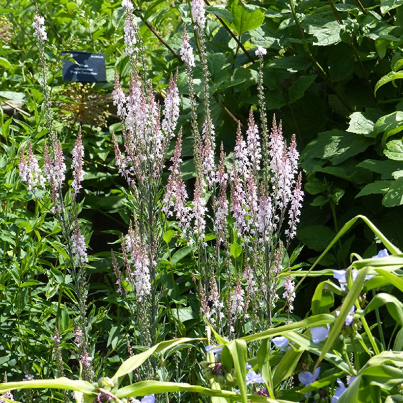 Linaria purpurea Canon J. Went - Linaire pourpre (Floraison)