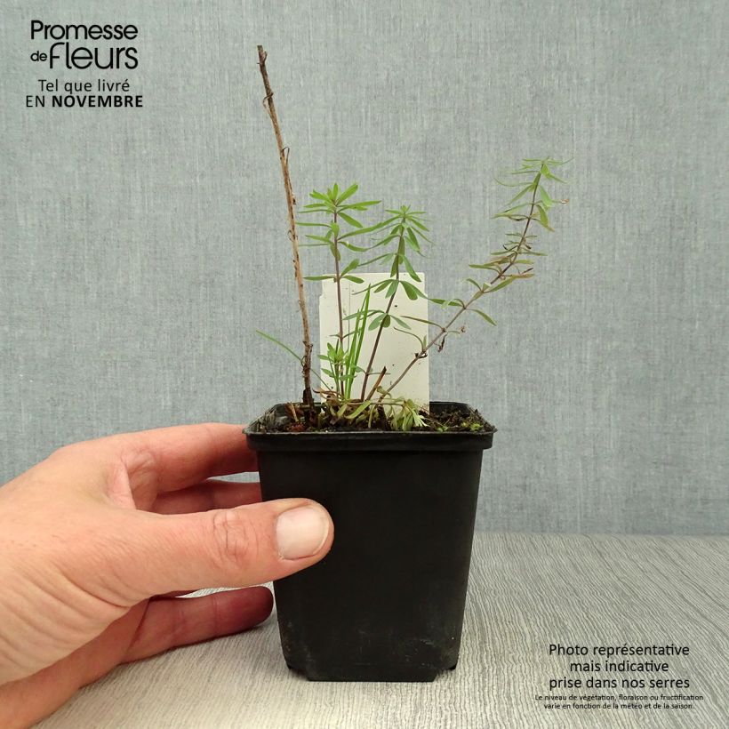 Spécimen de Linaria purpurea - Linaire pourpre Godet de 8/9 cm tel que livré en automne