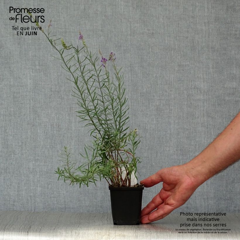 Spécimen de Linaria purpurea - Linaire pourpre Godet de 8/9 cm tel que livré en été