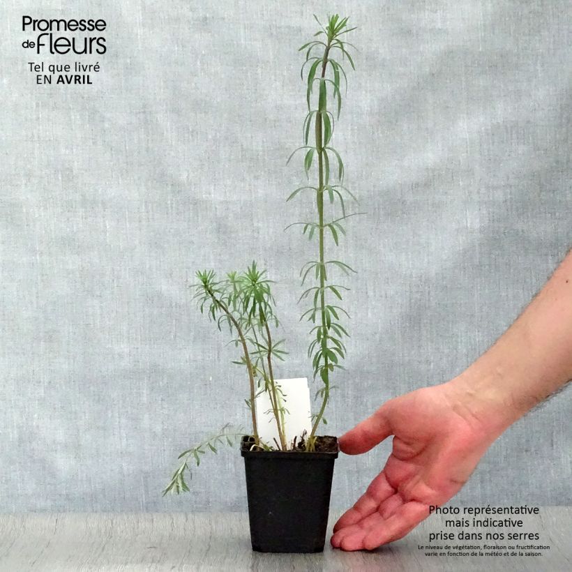 Spécimen de Linaria purpurea - Linaire pourpre Godet de 9cm tel que livré au printemps