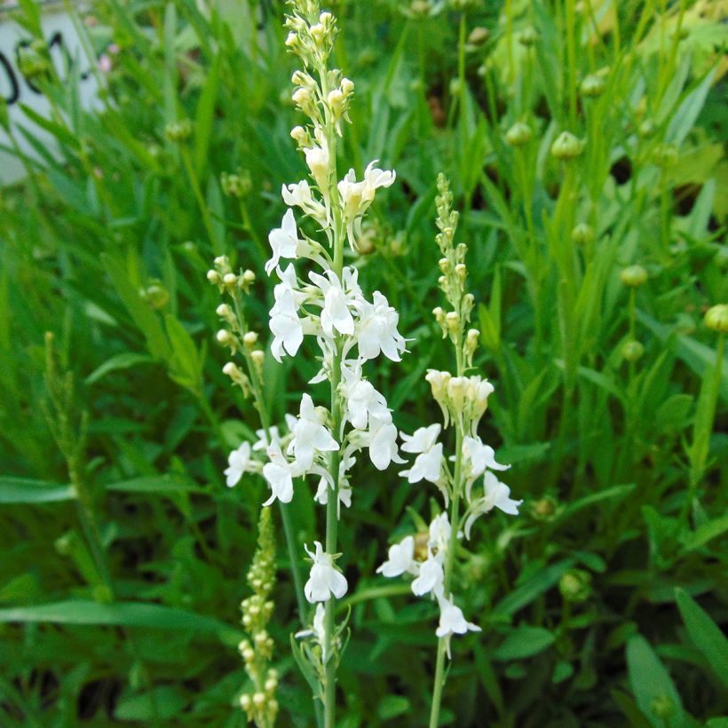 Linaria purpurea alba, Linaire (Floraison)