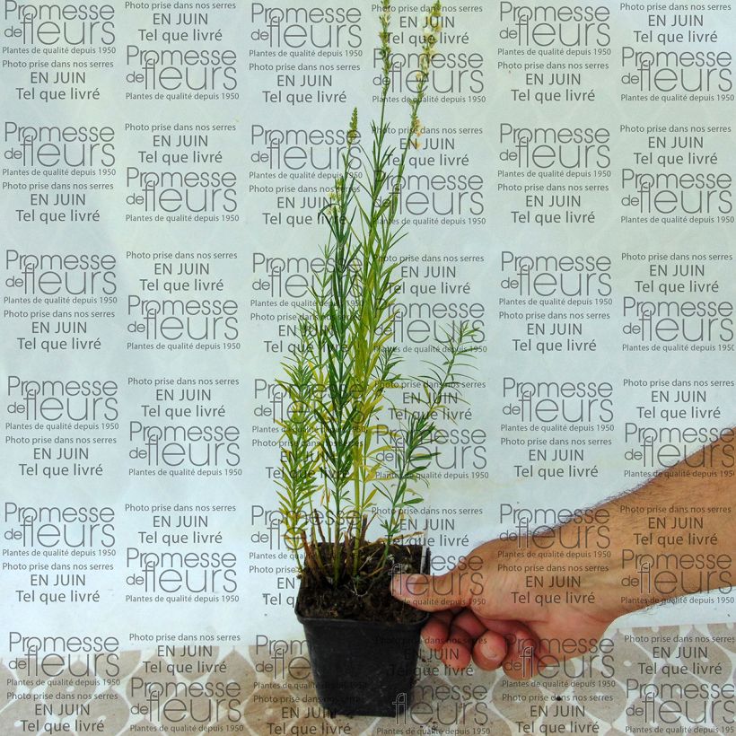 Exemple de spécimen de Linaria purpurea alba, Linaire Godet de 9cm tel que livré