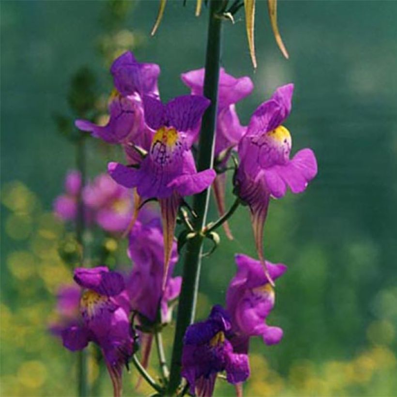 Linaria triornithophora, Linaire à trois oiseaux (Floraison)