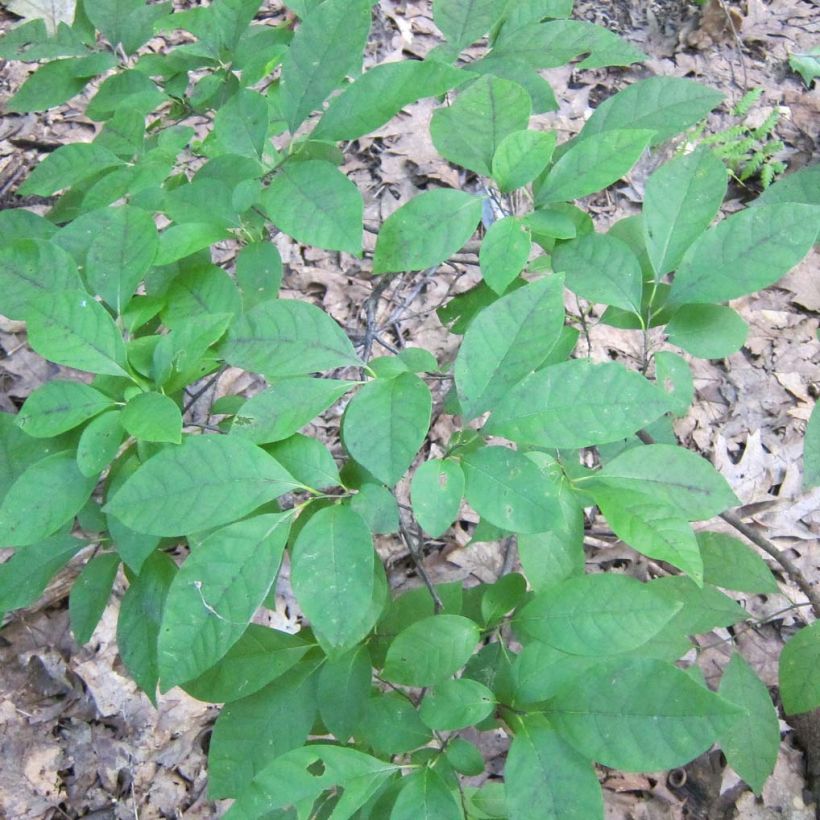 Lindera benzoin - Laurier benzoin (Feuillage)