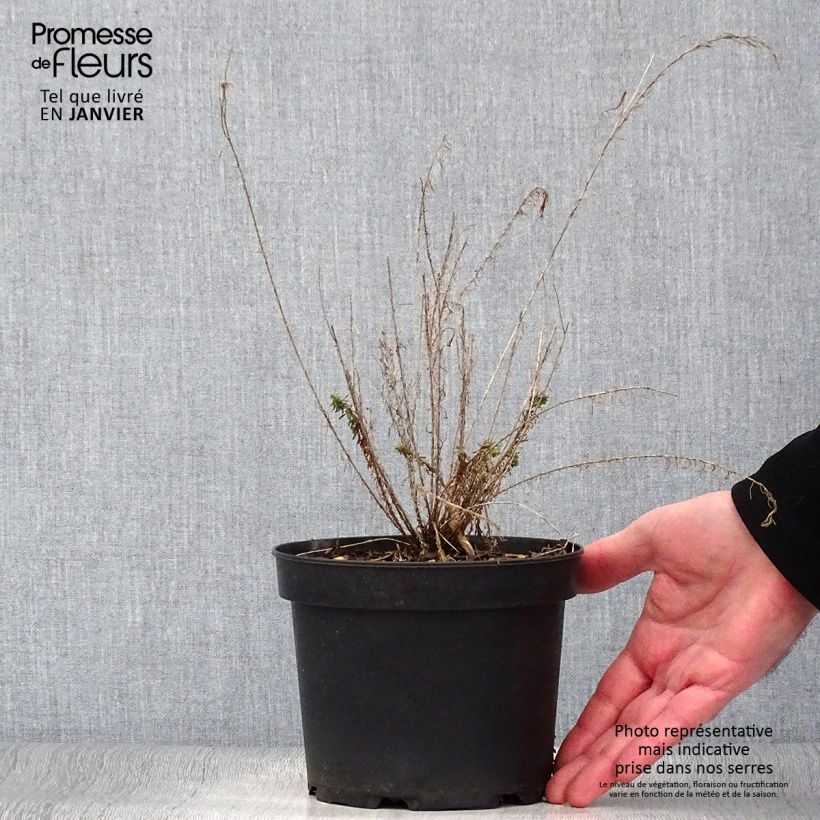 Spécimen de Linum perenne - Lin vivace Pot de 2L/3L tel que livré en hiver