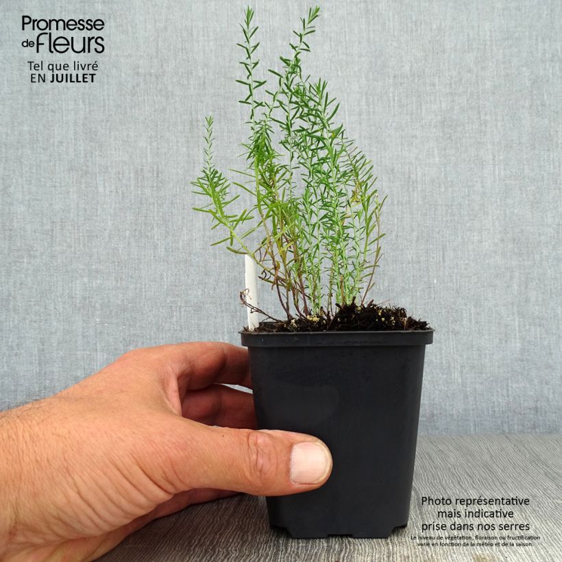 Spécimen de Linum perenne - Lin vivace Godet de 7/8 cm tel que livré en été