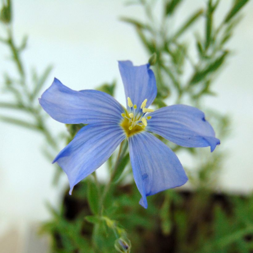 Linum perenne - Lin vivace (Floraison)