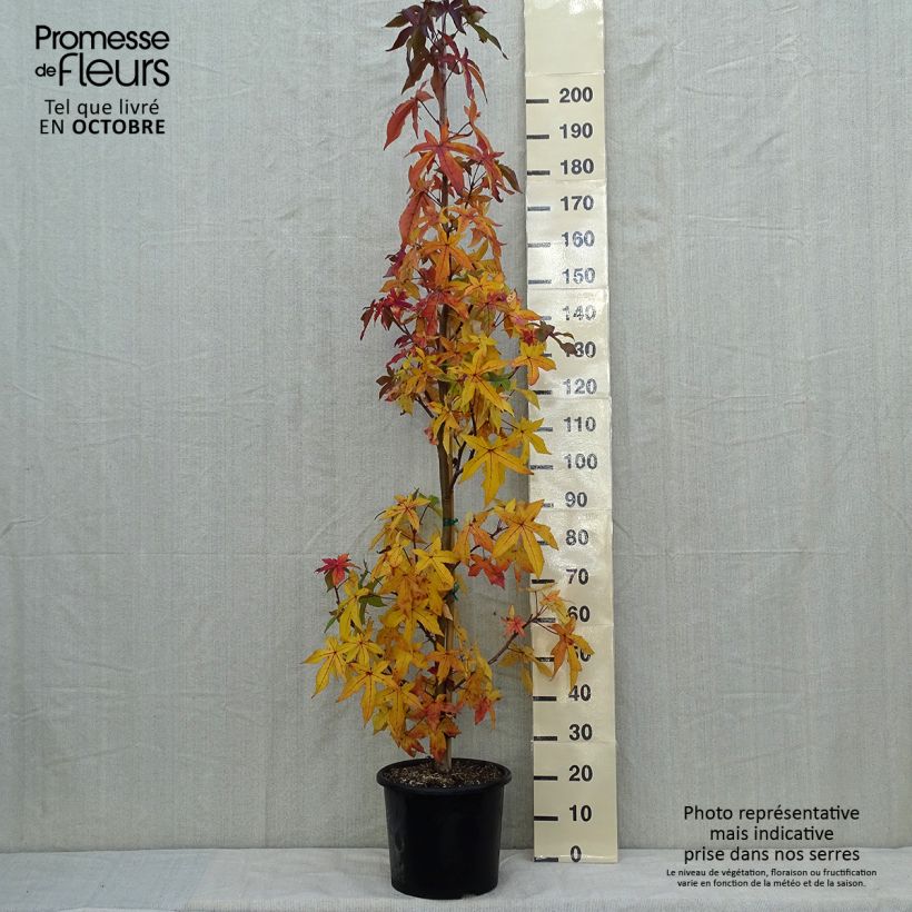 Spécimen de Liquidambar styraciflua Palo Alto - Copalme d'Amérique Pot de 12L/15L, Baliveau tel que livré en automne