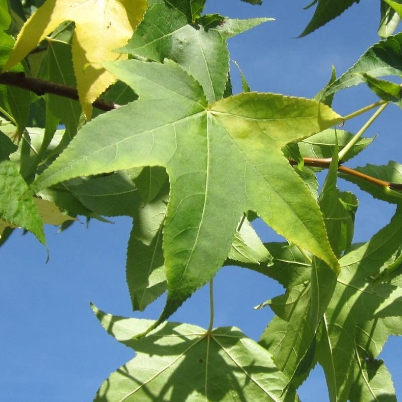 Liquidambar styraciflua Slender Silhouette - Copalme d'Amérique (Feuillage)