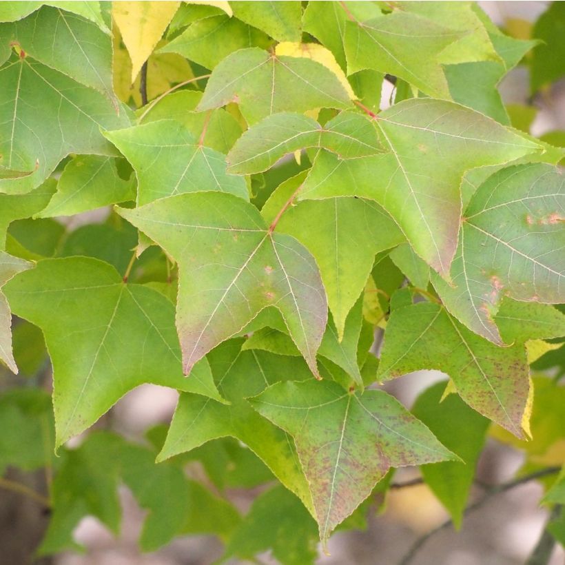 Liquidambar formosana - Copalme de Chine (Feuillage)