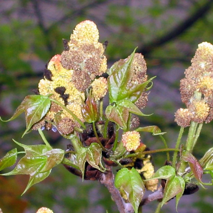 Liquidambar formosana - Copalme de Chine (Floraison)