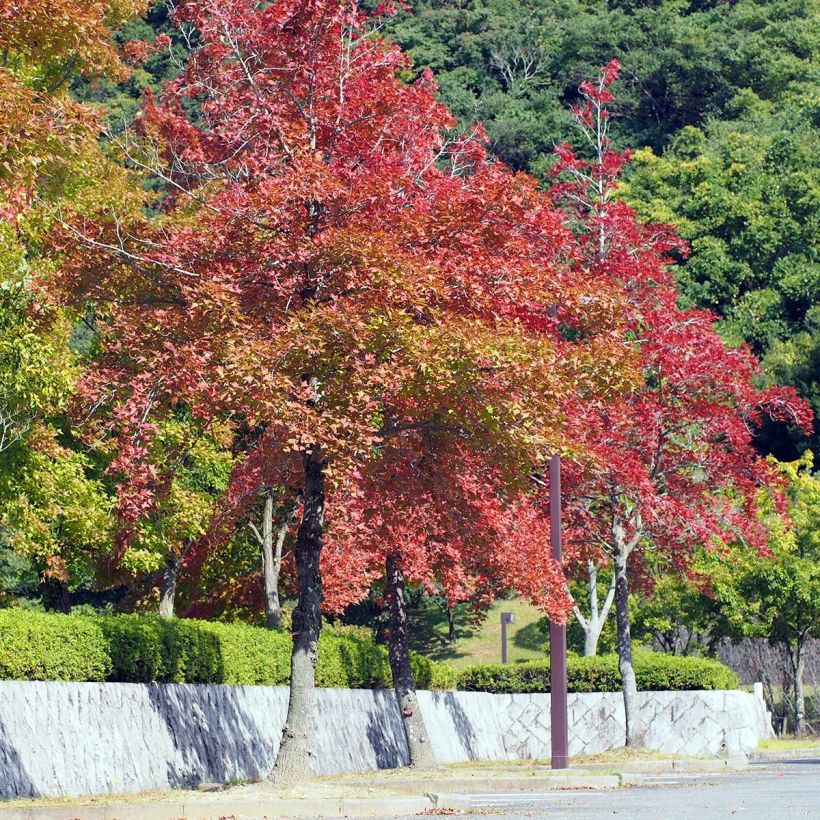 Liquidambar formosana - Copalme de Chine (Port)