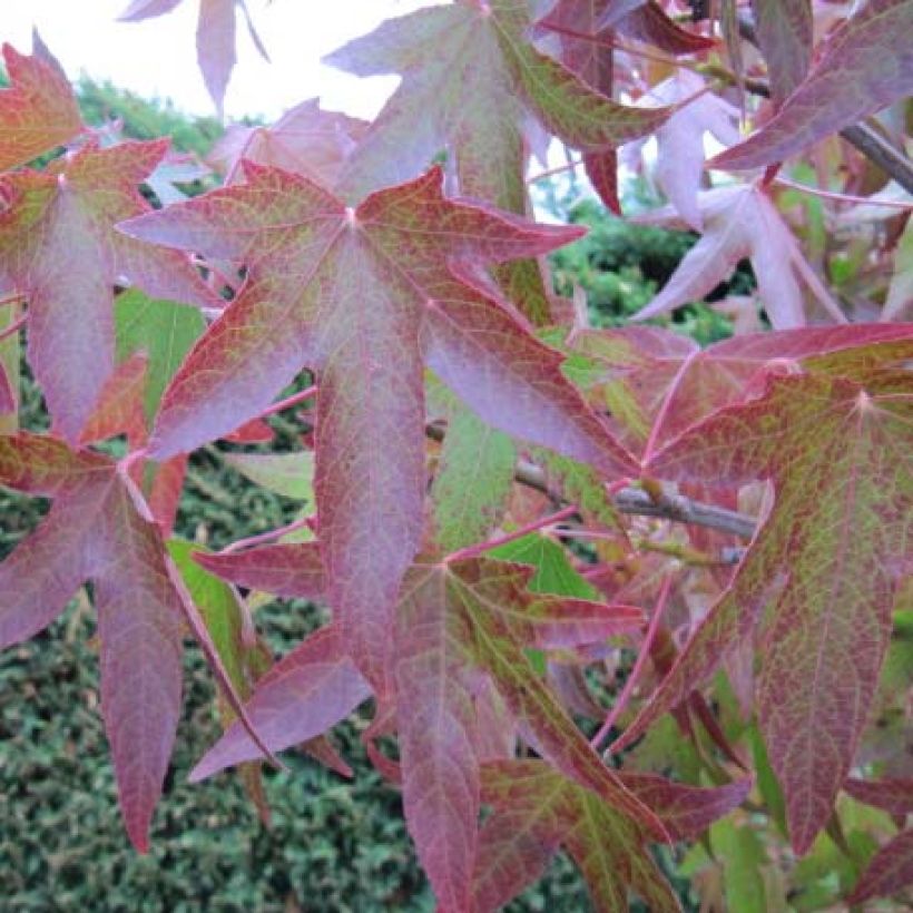 Liquidambar styraciflua (Feuillage)