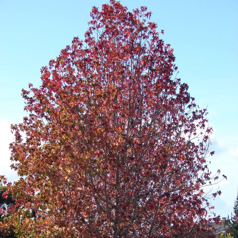 Liquidambar styraciflua (Port)