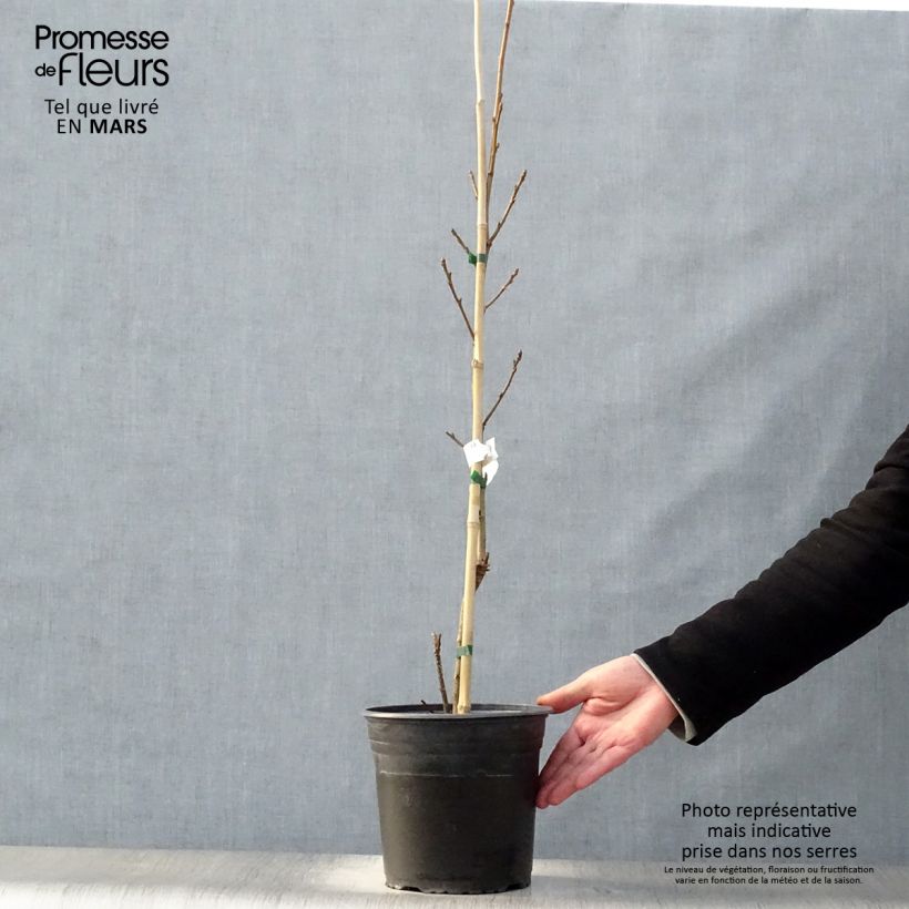 Spécimen de Liquidambar styraciflua Albomarginata Manon - Copalme d'Amérique en pot de 4/5L tel que livré au printemps