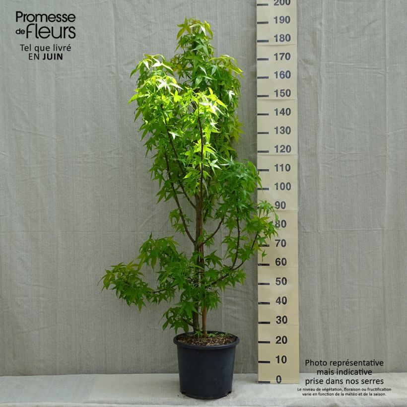Spécimen de Liquidambar styraciflua Aurea - Copalme d'Amérique Pot de 12L/15L, BaliveauHauteur livrée env. 150/200cm tel que livré au printemps