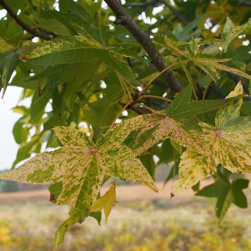 Liquidambar styraciflua Aurea - Copalme d'Amérique (Feuillage)