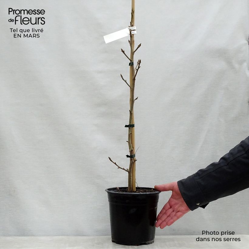Spécimen de Liquidambar styraciflua Aurea - Copalme d'Amérique Pot de 4L/5LHauteur livrée env. 110/120cm tel que livré au printemps