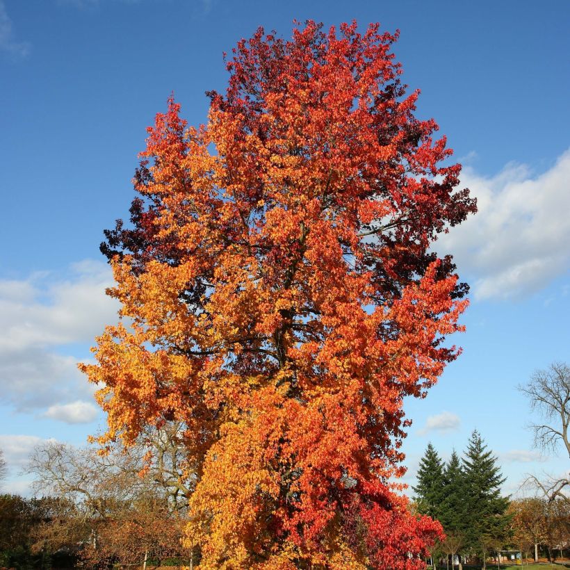 Liquidambar styraciflua Golden Sun - Copalme d'Amérique  (Port)