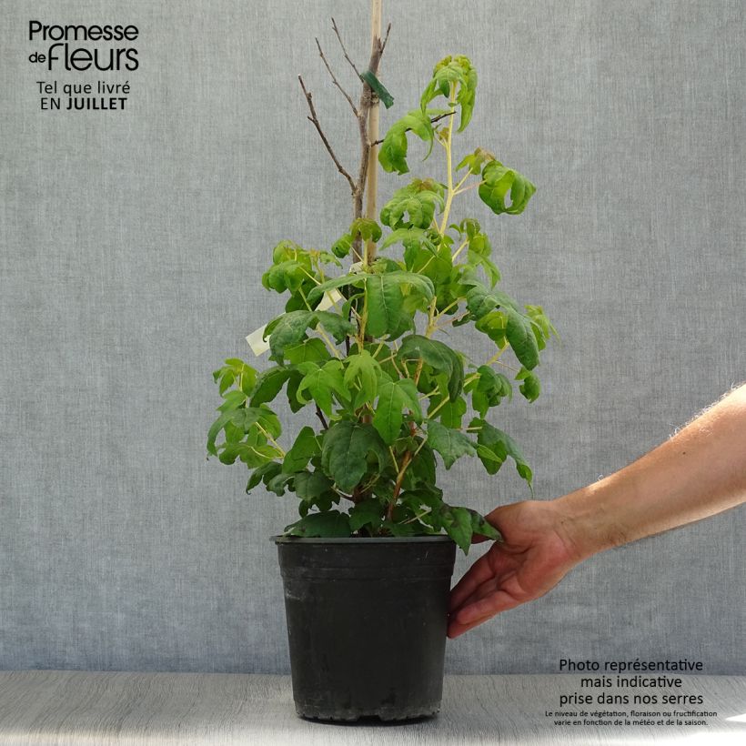 Spécimen de Liquidambar styraciflua Golden Sun - Copalme d'Amérique  Pot de 4L/5L tel que livré en été