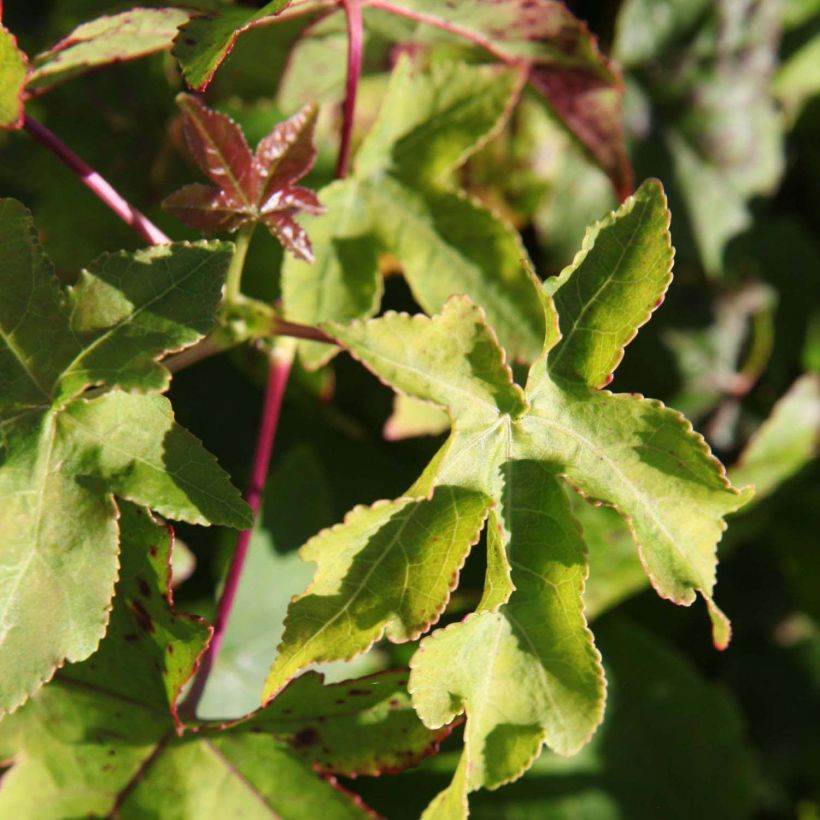 Liquidambar styraciflua Gum Ball - Copalme d'Amérique (Feuillage)