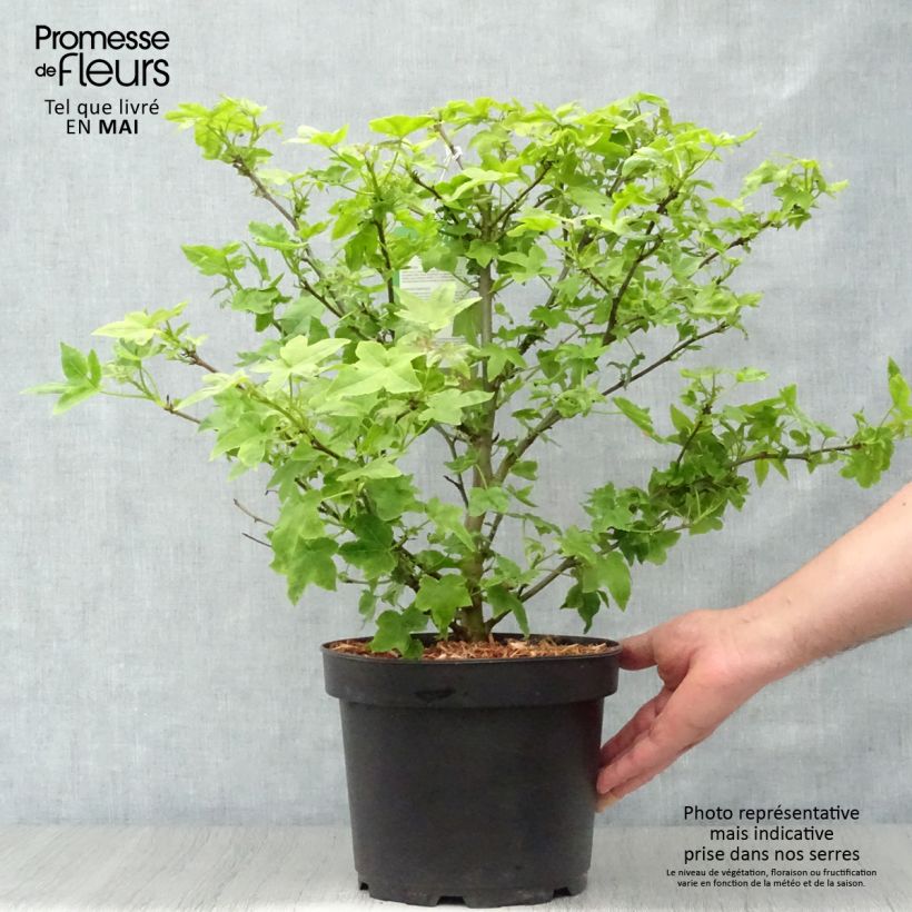 Spécimen de Liquidambar styraciflua Gum Ball - Copalme d'Amérique Pot de 4L/5L tel que livré au printemps