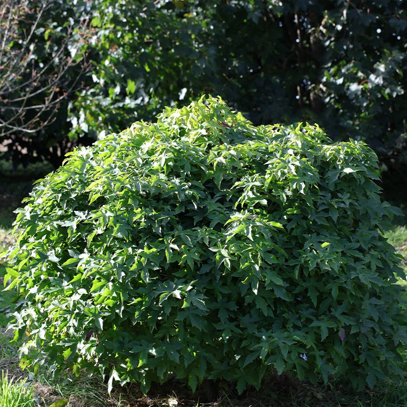 Liquidambar styraciflua Gum Ball - Copalme d'Amérique (Port)