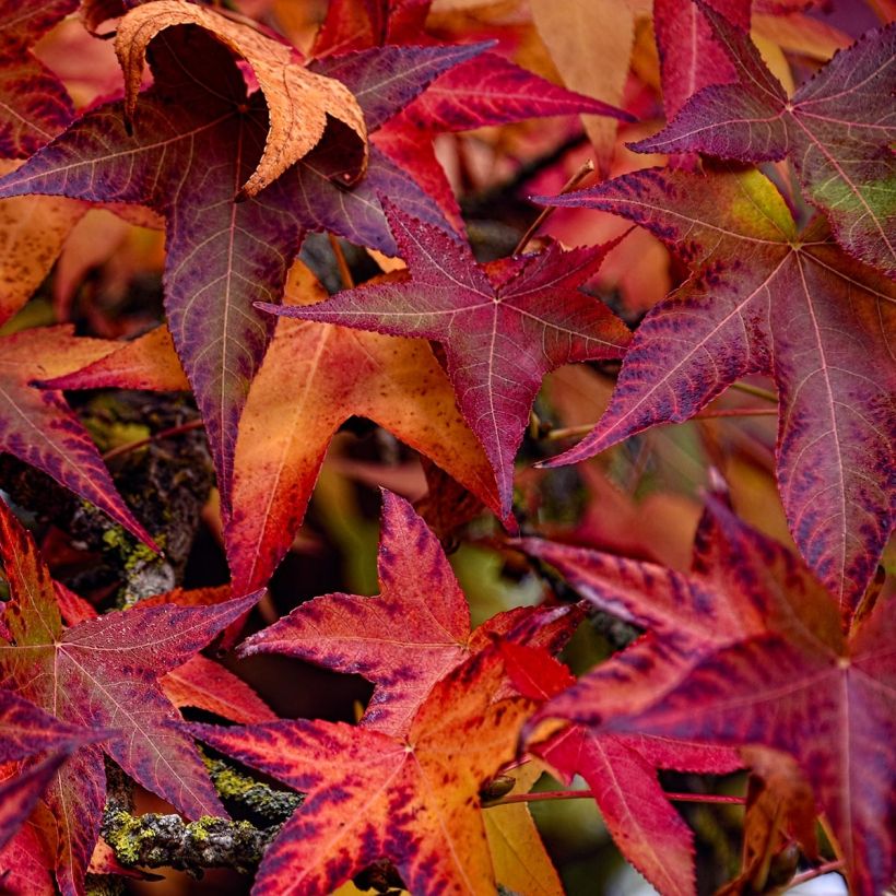 Liquidambar styraciflua Palo Alto - Copalme d'Amérique (Feuillage)