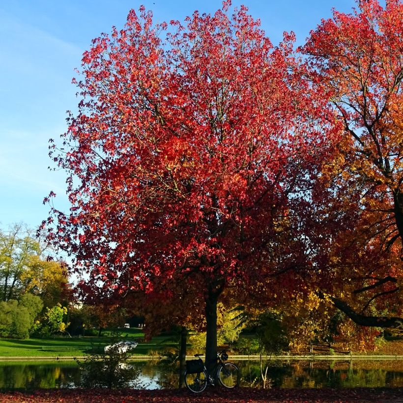 Liquidambar styraciflua Palo Alto - Copalme d'Amérique (Port)