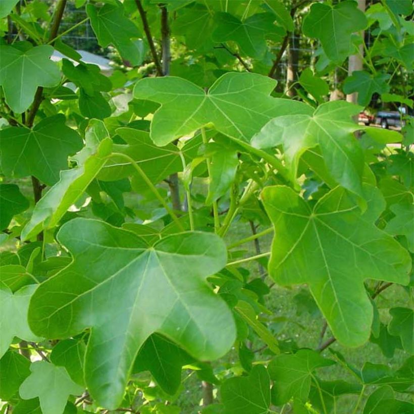 Liquidambar styraciflua Rotundiloba - Copalme d'Amérique (Feuillage)