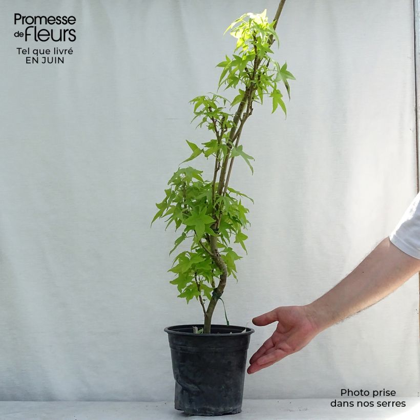 Spécimen de Liquidambar styraciflua Slender Silhouette - Copalme d'Amérique Pot de 4L/5L tel que livré en été