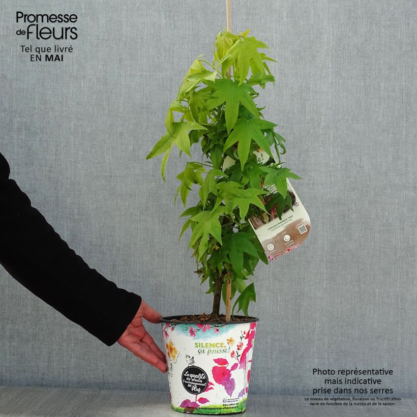 Spécimen de Liquidambar styraciflua Thea - Copalme d'Amérique en pot de 4l/5l tel que livré au printemps