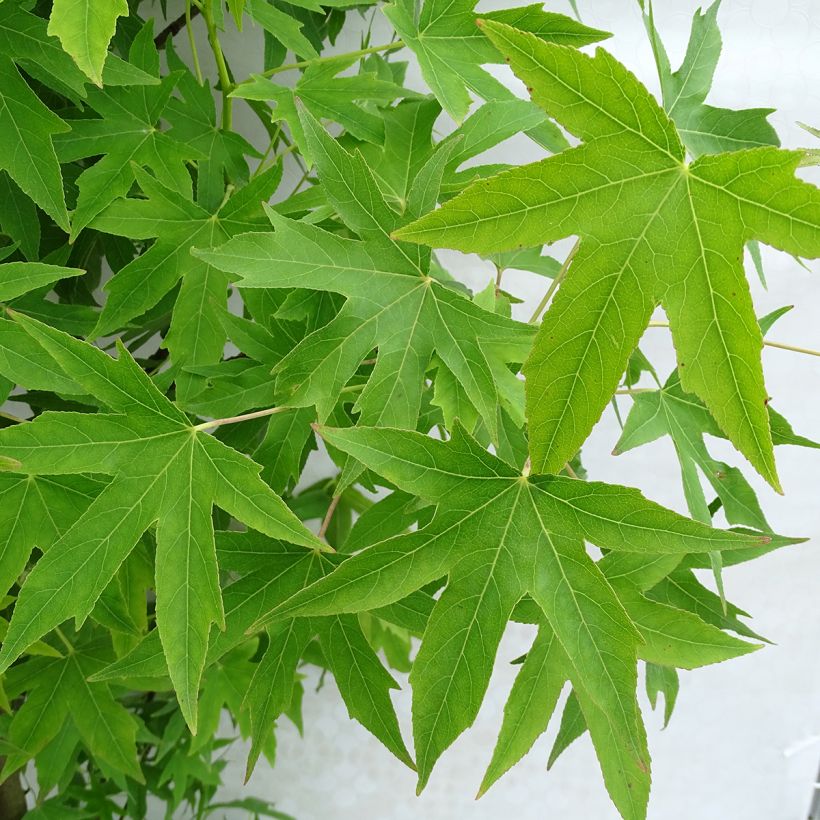 Liquidambar styraciflua Worplesdon (Feuillage)