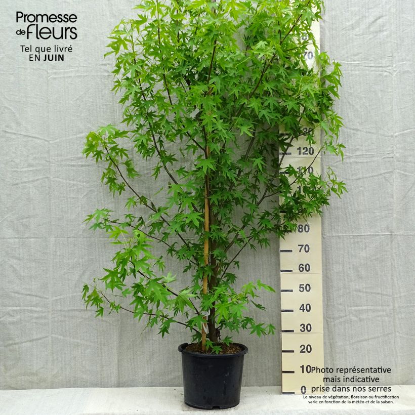 Spécimen de Liquidambar styraciflua Worplesdon - Pot de 10L tel que livré au printemps