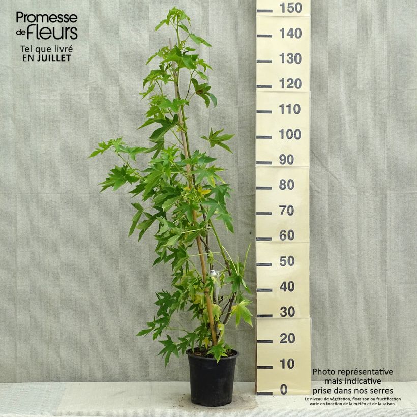 Spécimen de Liquidambar styraciflua Worplesdon Pot de 4L/5L tel que livré en été
