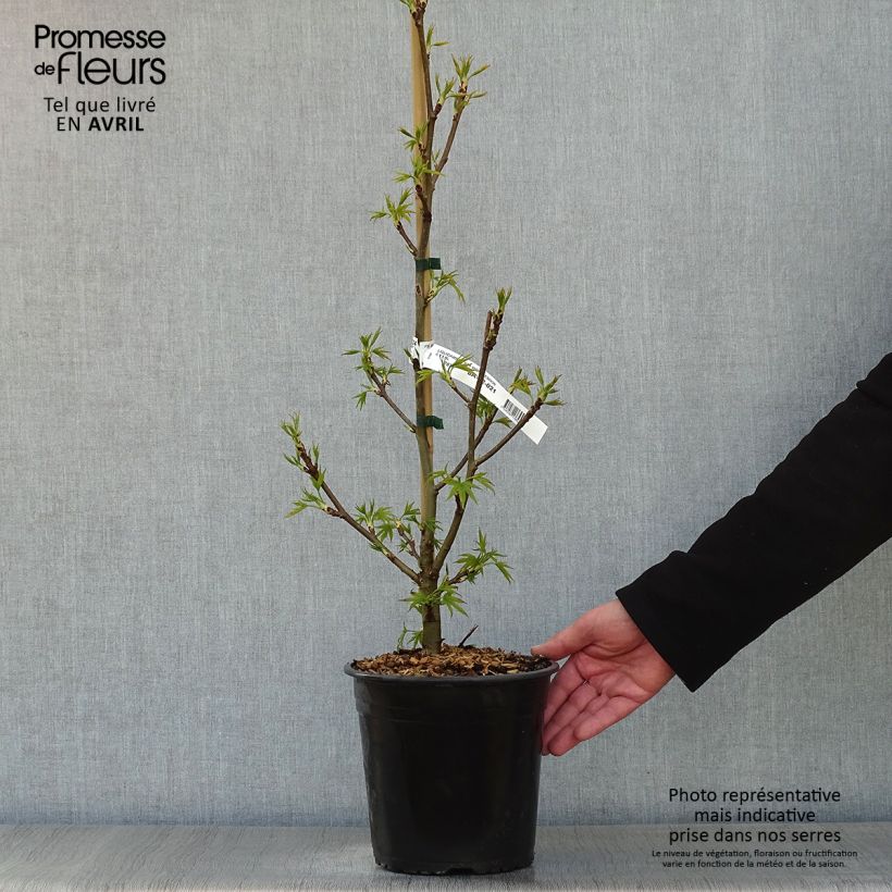 Spécimen de Liquidambar styraciflua Worplesdon - Pot de 4,5L tel que livré au printemps