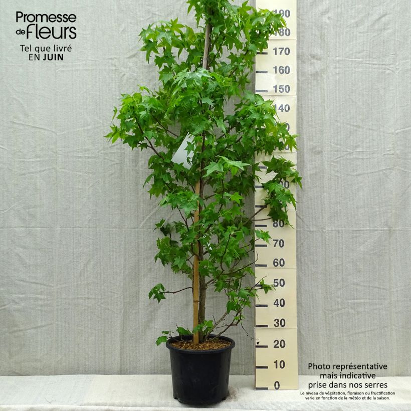 Spécimen de Liquidambar styraciflua en pot de 7.5L/10L tel que livré au printemps
