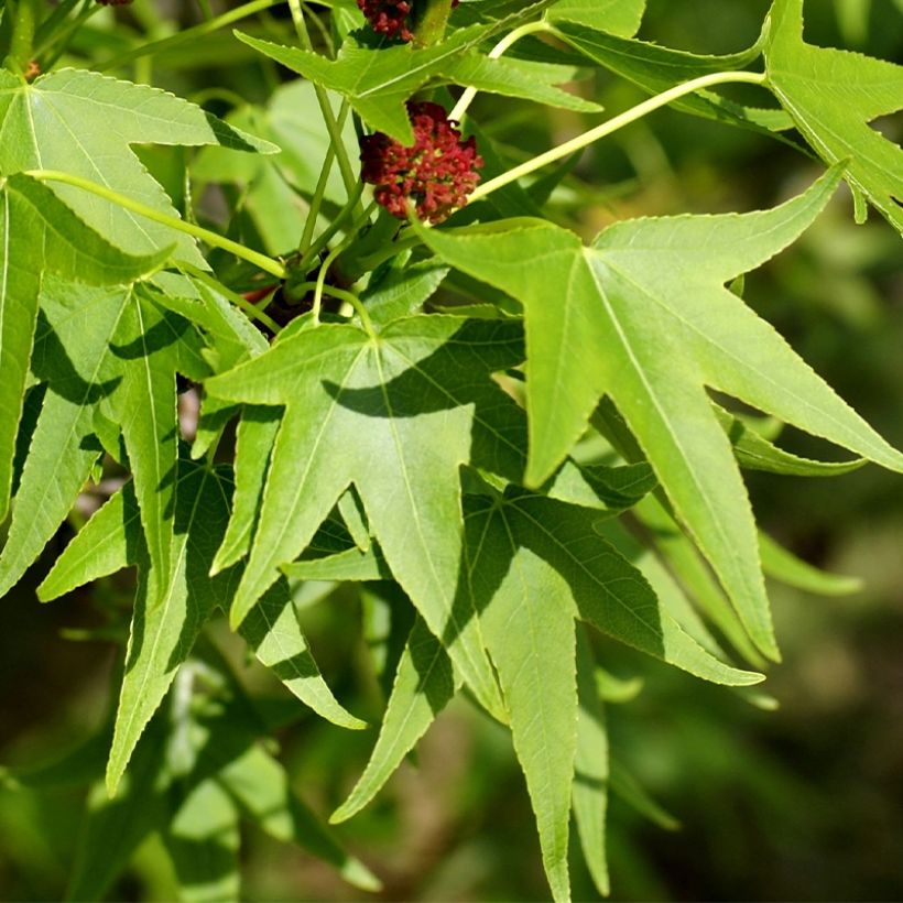 Copalme d'Amérique - Liquidambar styracyflua Stella (Feuillage)