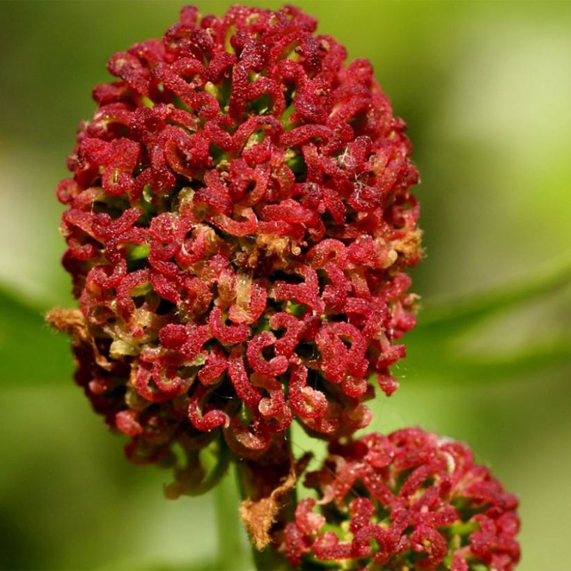 Copalme d'Amérique - Liquidambar styracyflua Stella (Floraison)