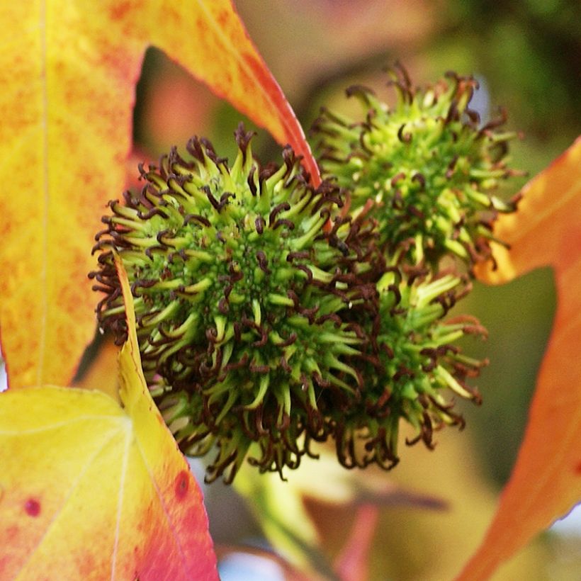 Copalme d'Amérique - Liquidambar styracyflua Stella (Récolte)