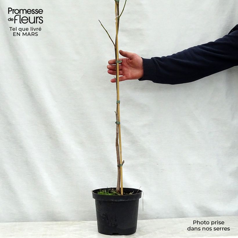 Spécimen de Liriodendron tulipifera Aureomarginatum - Tulipier de Virginie  Pot de 3L/4LHauteur livrée env. 125/150cm tel que livré au printemps