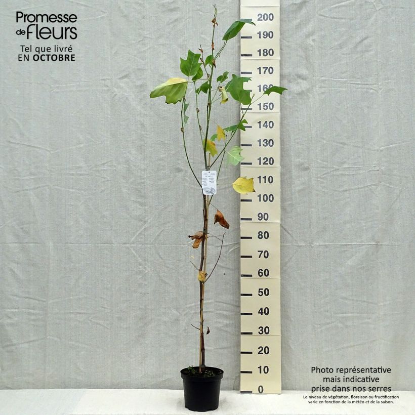 Spécimen de Liriodendron tulipifera Aureomarginatum - Tulipier de Virginie  Pot de 3L/4L tel que livré en automne