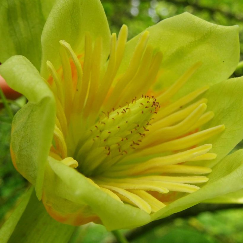 Liriodendron tulipifera Aureomarginatum - Tulipier de Virginie  (Floraison)