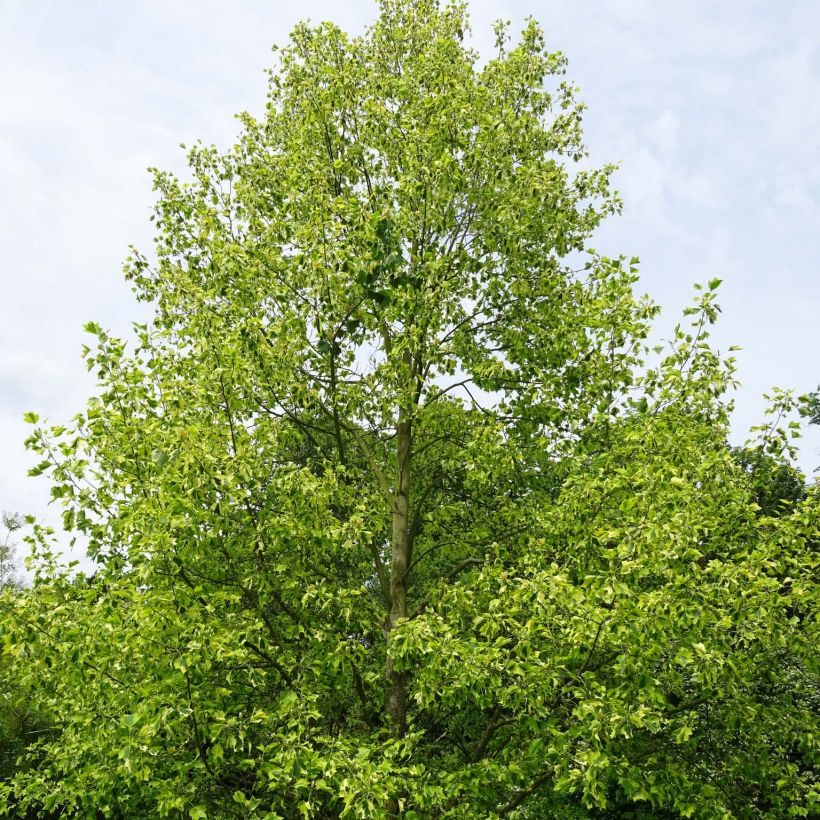 Liriodendron tulipifera Aureomarginatum - Tulipier de Virginie  (Port)