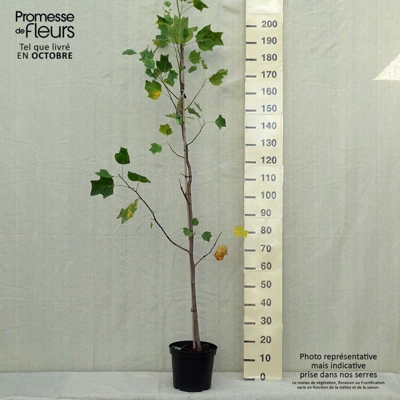 Spécimen de Liriodendron tulipifera Aureomarginatum - Tulipier de Virginie  Pot de 7,5L/10L tel que livré en automne